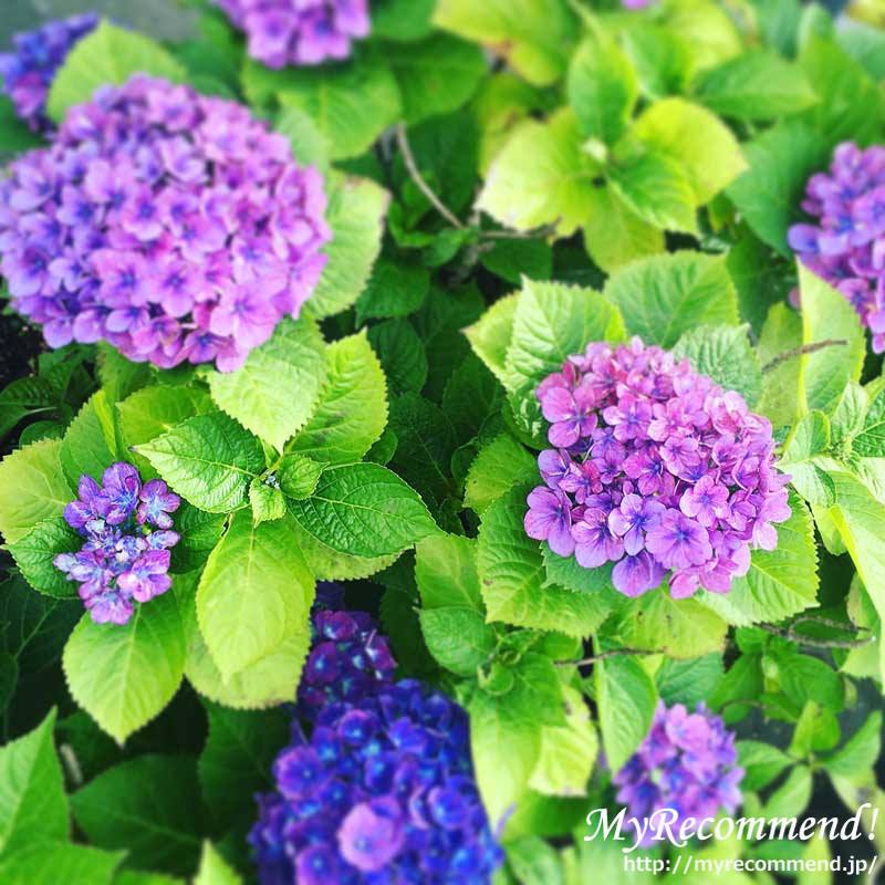 紫陽花,鎌倉