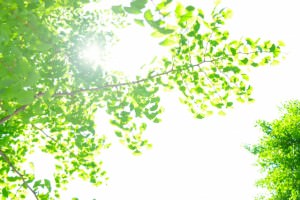 お見舞い　手土産