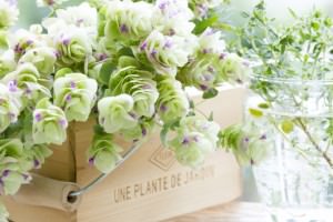 新築・引越祝い (1)