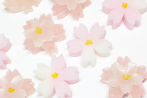 赤坂「塩野」の春の和菓子「桜干菓子」や「桜餅」もご紹介