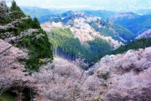 yoshinoyama_sakura
