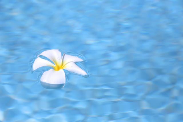 水に浮かぶ白いお花