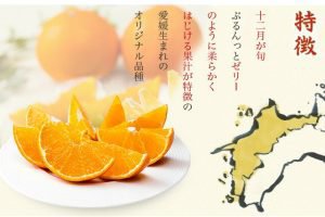 人気のみかん,紅マドンナ