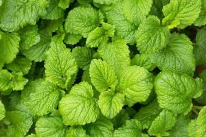 ミントの香り