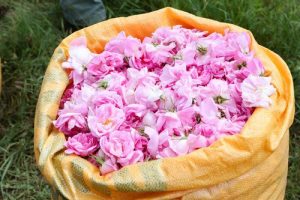 ダマスクローズ