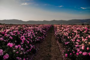 ダマスクローズ