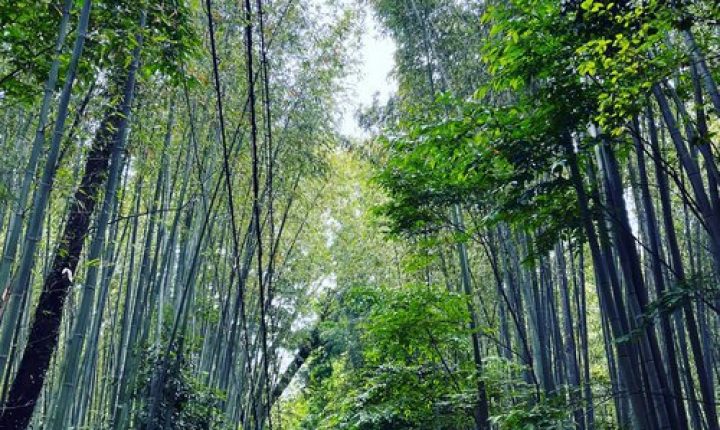 竹筒に入った水羊羹におすすめ！後味もさっぱりとした手土産に