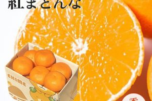 愛媛の紅マドンナ