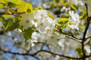 白山桜