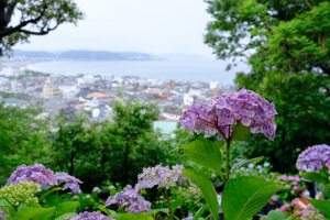 鎌倉の紫陽花