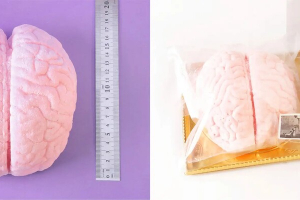 パパブブレの原寸大 脳みそマシュマロ