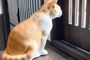 お菓子と猫の谷中堂